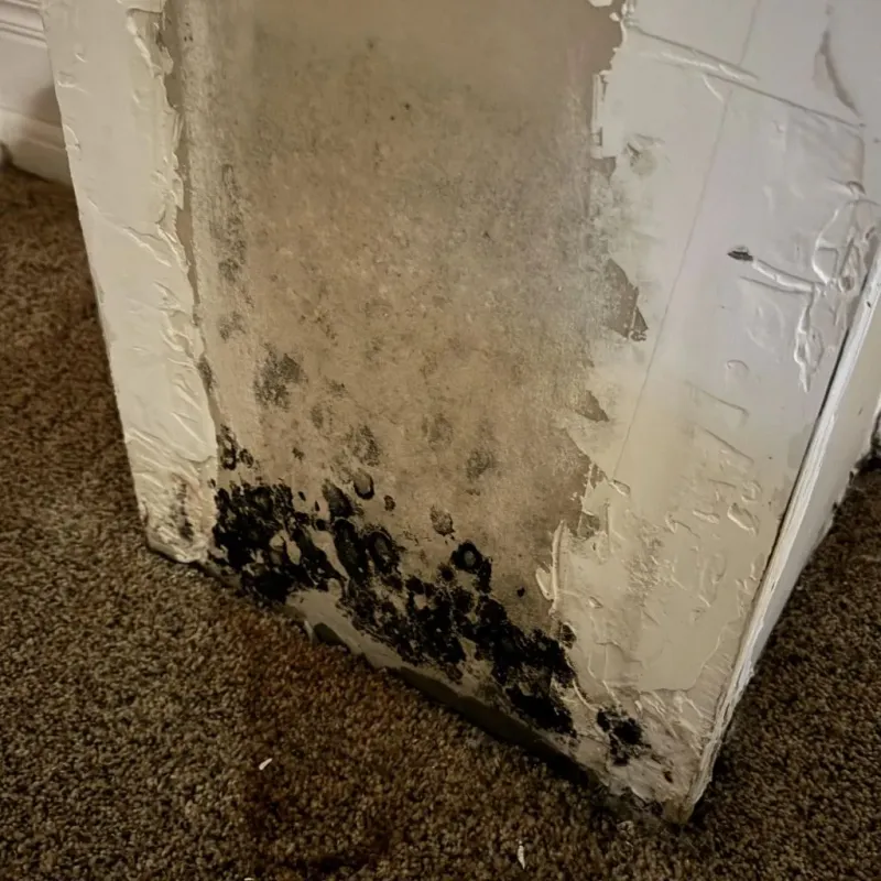 Professional Mold Removal in Meeker, OK